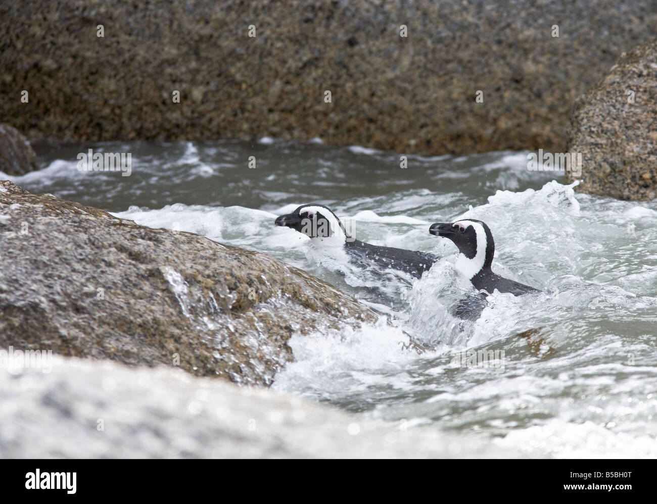 Pinguino africano (Sfenicus demersis) due Jackass pinguino nuoto. Una specie a rischio di estinzione a Boulders Beach Simon's Town, Sudafrica. Foto Stock