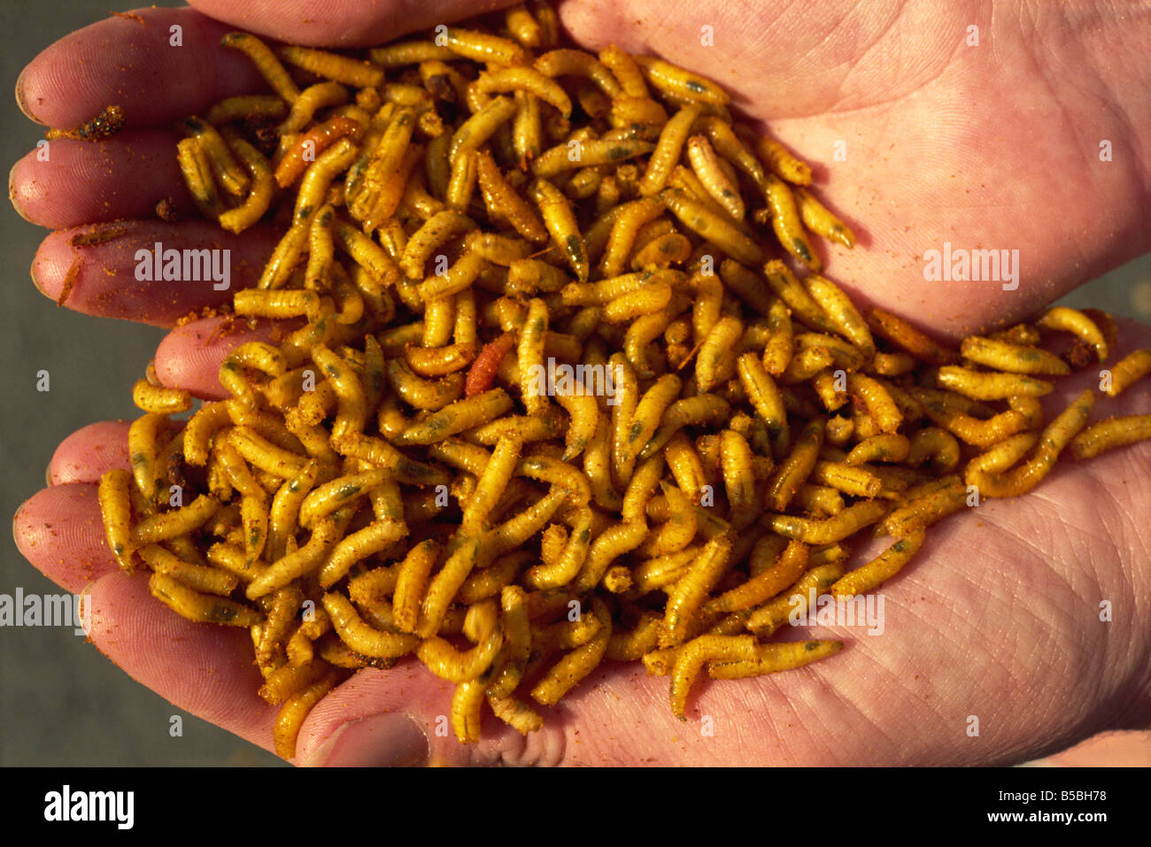 Vermi destinati ad essere utilizzati come esche da pesca, allevati sul verme farm, tinte di giallo da colorante aggiunto per le frattaglie feed, Nottingham, Nottinghamshire, England, Regno Unito Foto Stock