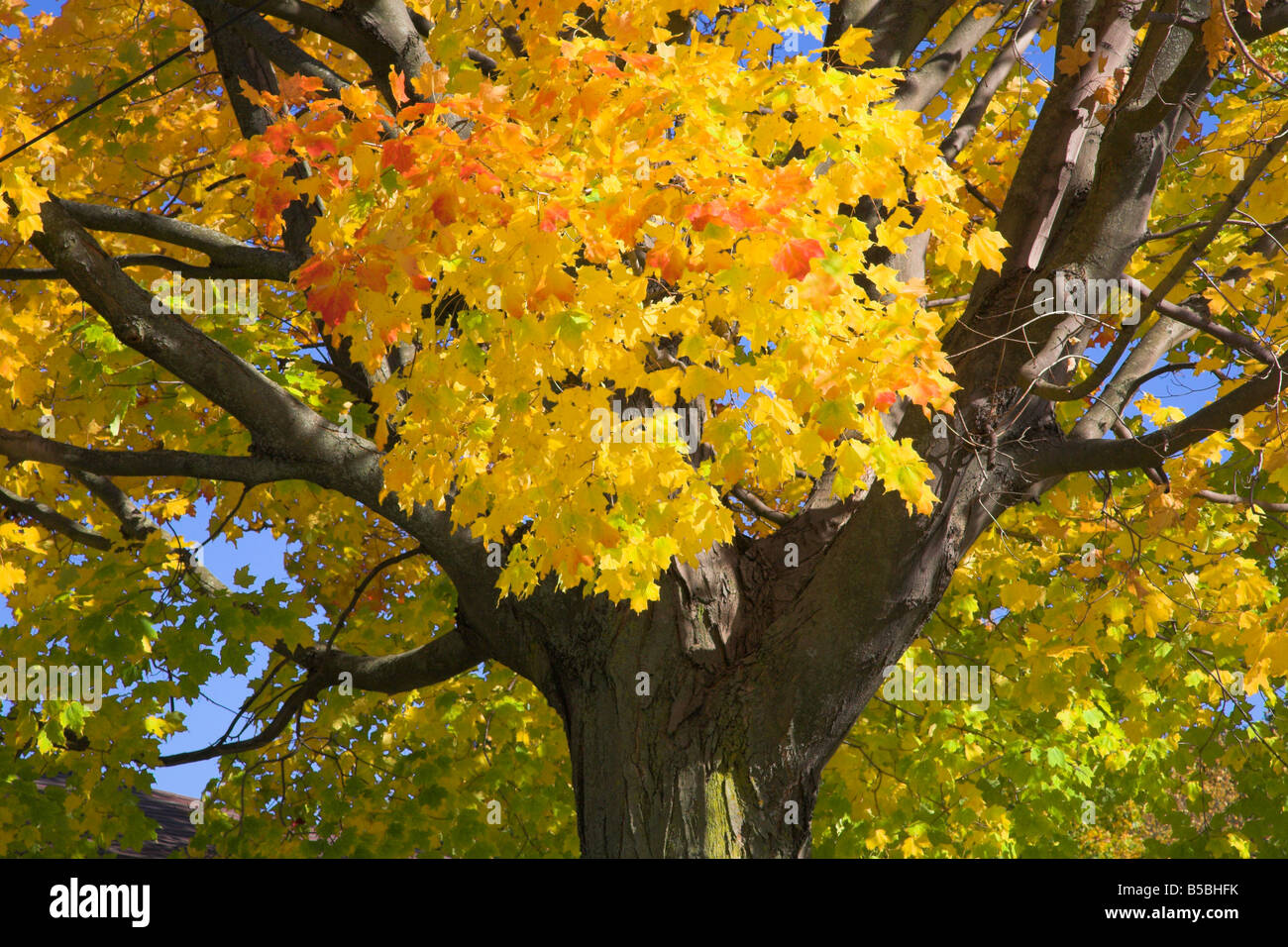 Foglie di autunno Foto Stock