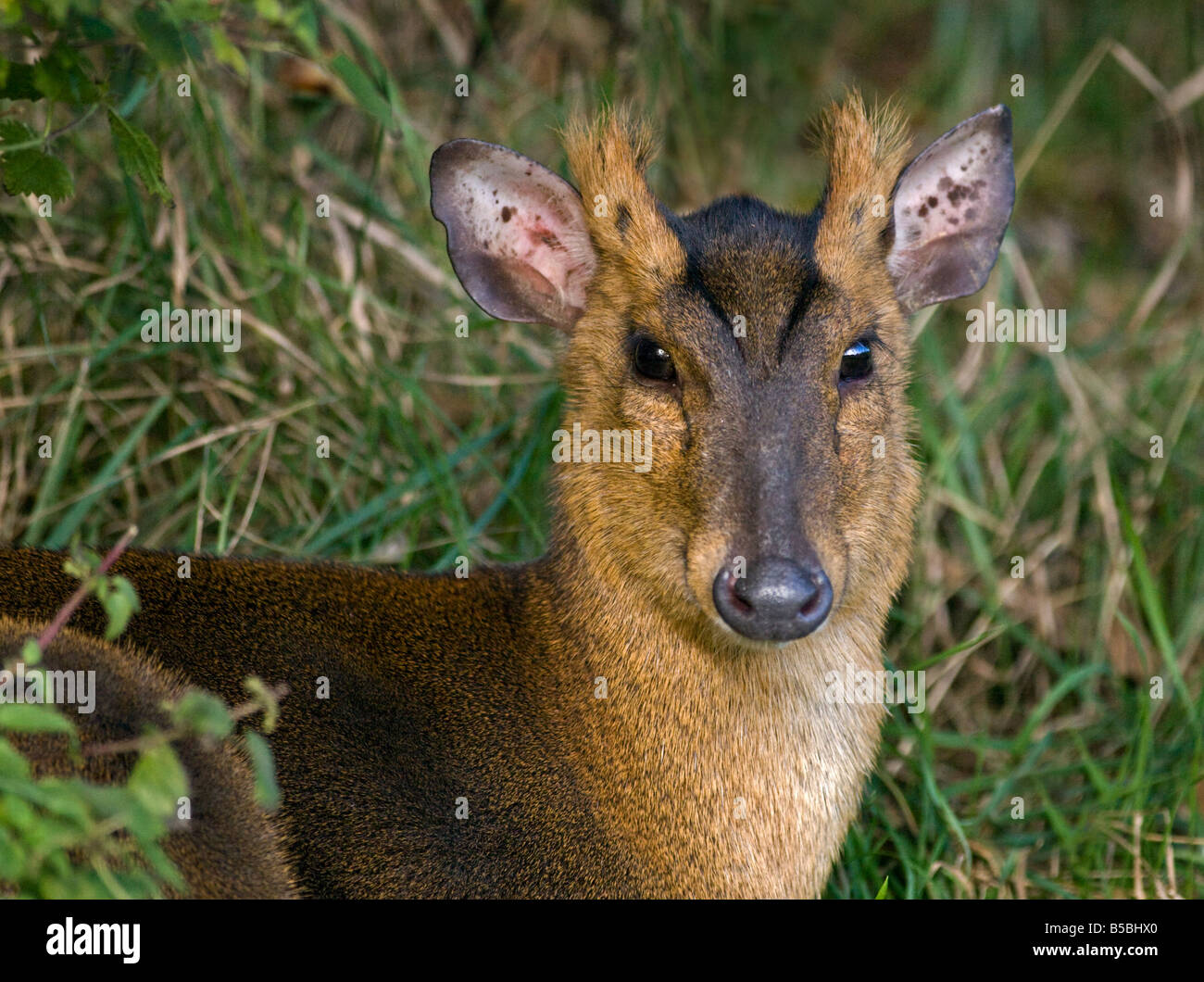 Reeves Muntjac Deer (Muntiacus reevesi), Regno Unito Foto Stock