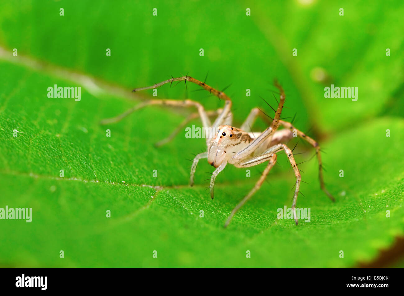 Una lince spider sulla lamina Foto Stock