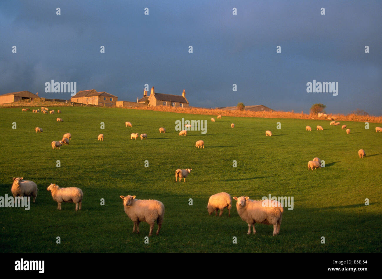 Gregge di pecore e farmouse nella campagna Scozzese, Scozia, Europa Foto Stock