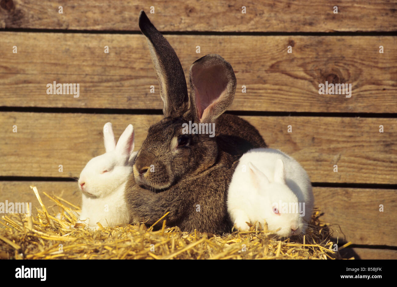 Il coniglio domestico (oryctolagus cuniculus) domesticus tre individui di diverse dimensioni e della razza sulla balla paglia Foto Stock