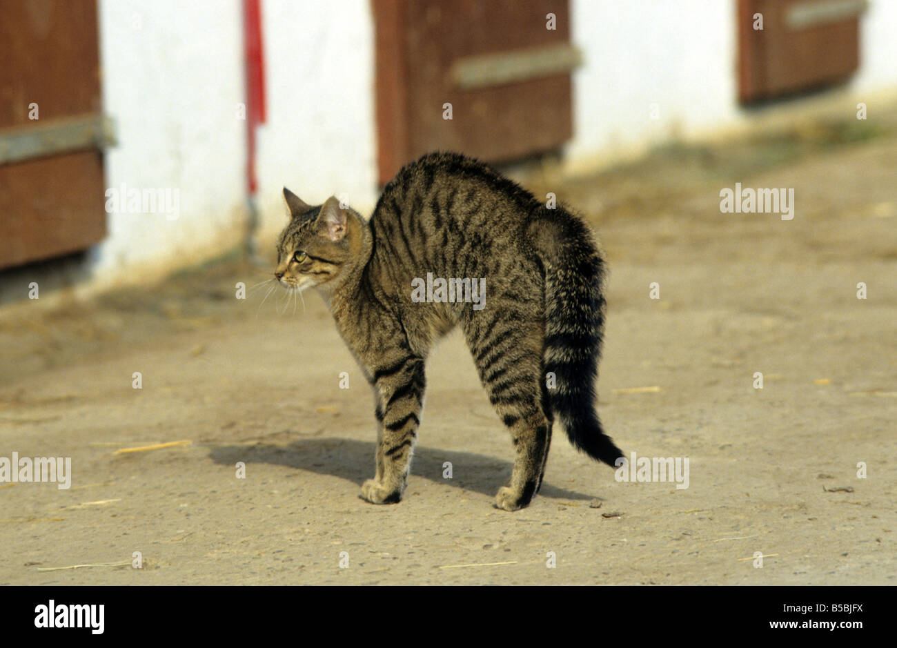 Il gatto domestico (felis catus, Felis silvestris), razza: European Shorthair, inarcando la sua parte posteriore Foto Stock