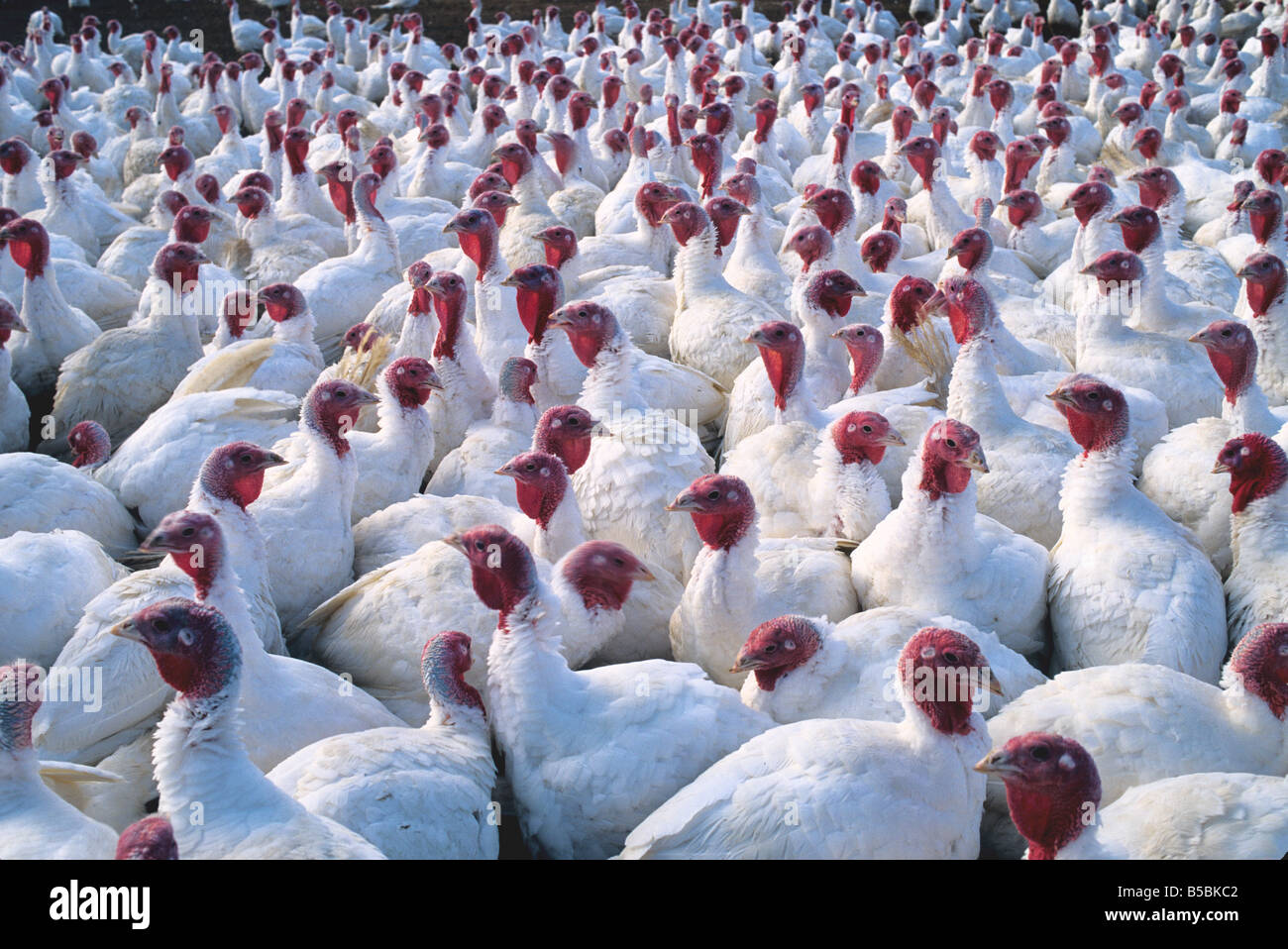 Addomesticazione Turchia gregge. Foto Stock