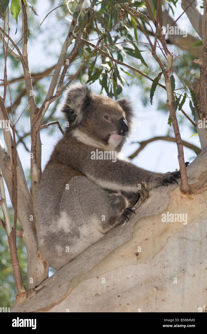 Il Koala, Phascolarctos cinereus, sulla gomma naturale tree Foto Stock
