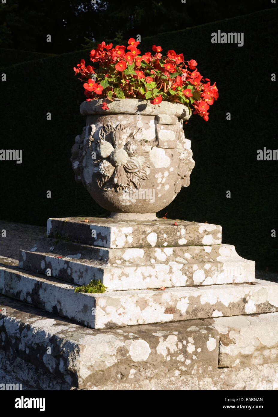 Un giardino di pietra urna piena di begonie, Begoniaceae. Foto Stock