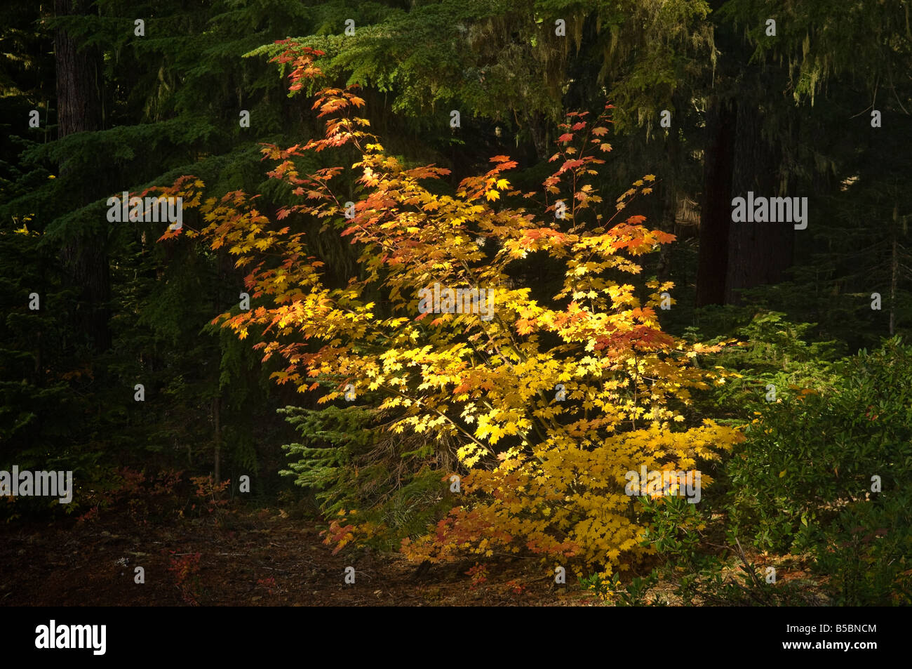 Vite acero in autunno lungo la strada dello Skyline di Mount Hood National Forest Oregon Foto Stock