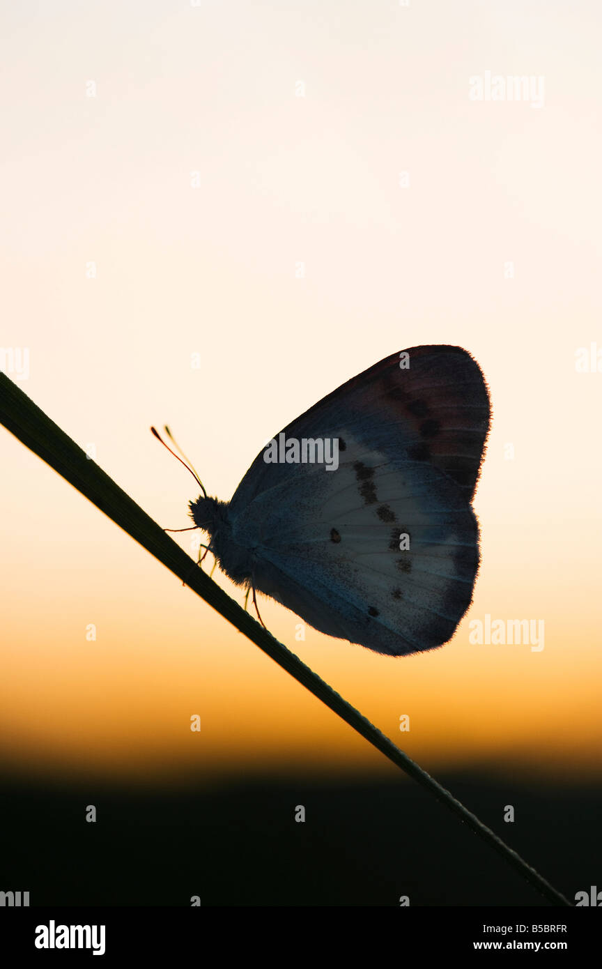 Colotis Danae. Crimson Butterfly punta stagliano contro l'alba nella campagna indiana. India Foto Stock