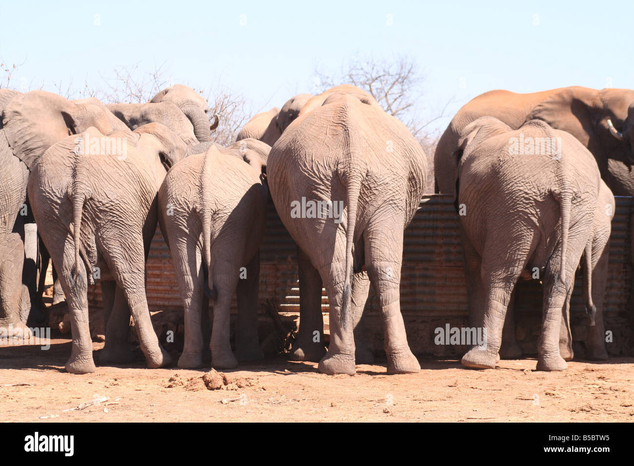 Gli elefanti di bere da un serbatoio di acqua Foto Stock