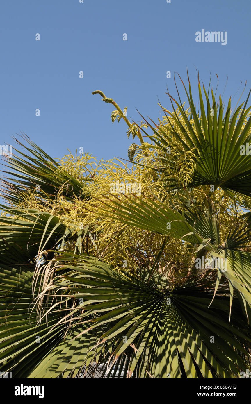 Giovani Palm tree, tipo Washingtonia Robusta, in fiore Foto Stock