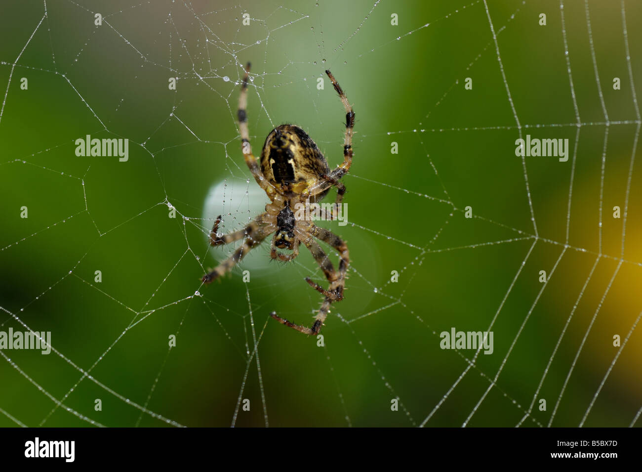 Giardino spider (Araneus diadematus) in attesa presso il centro di una sfera web in autunno Foto Stock