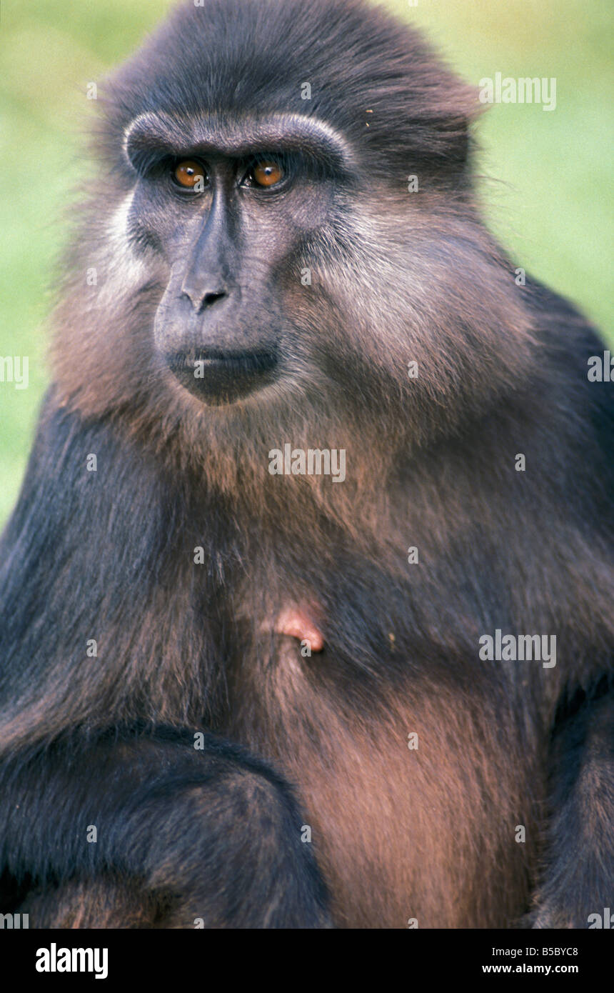 Macaque des celebes Saeugetiere Primaten Schopfmakak Macaca nigra oder Cynopithecus niger Celebes crestata o macaco macaq nero Foto Stock