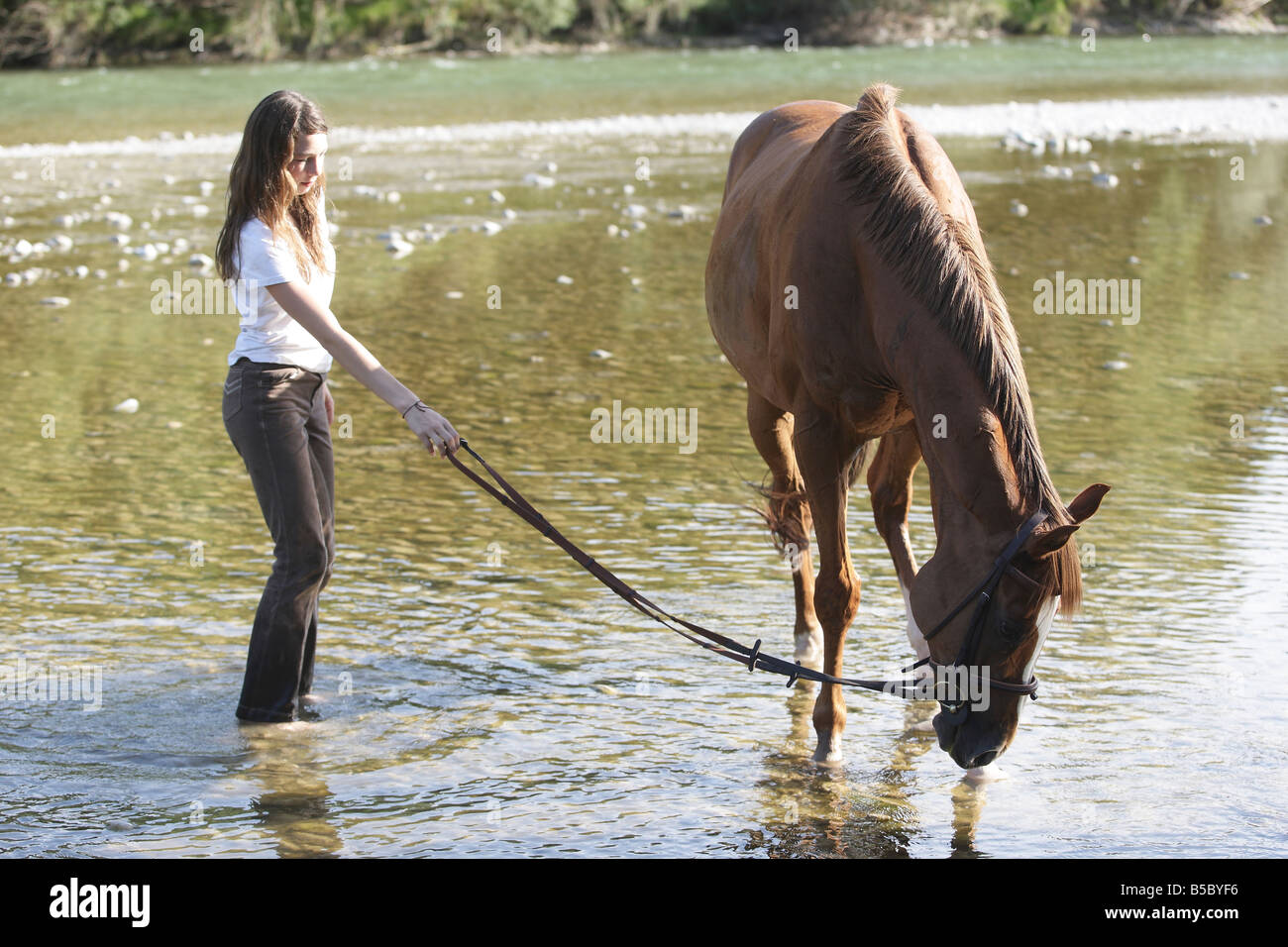 Ragazza adolescente in piedi nel fiume poco profondo mentre tiene il suo cavallo potabile Foto Stock