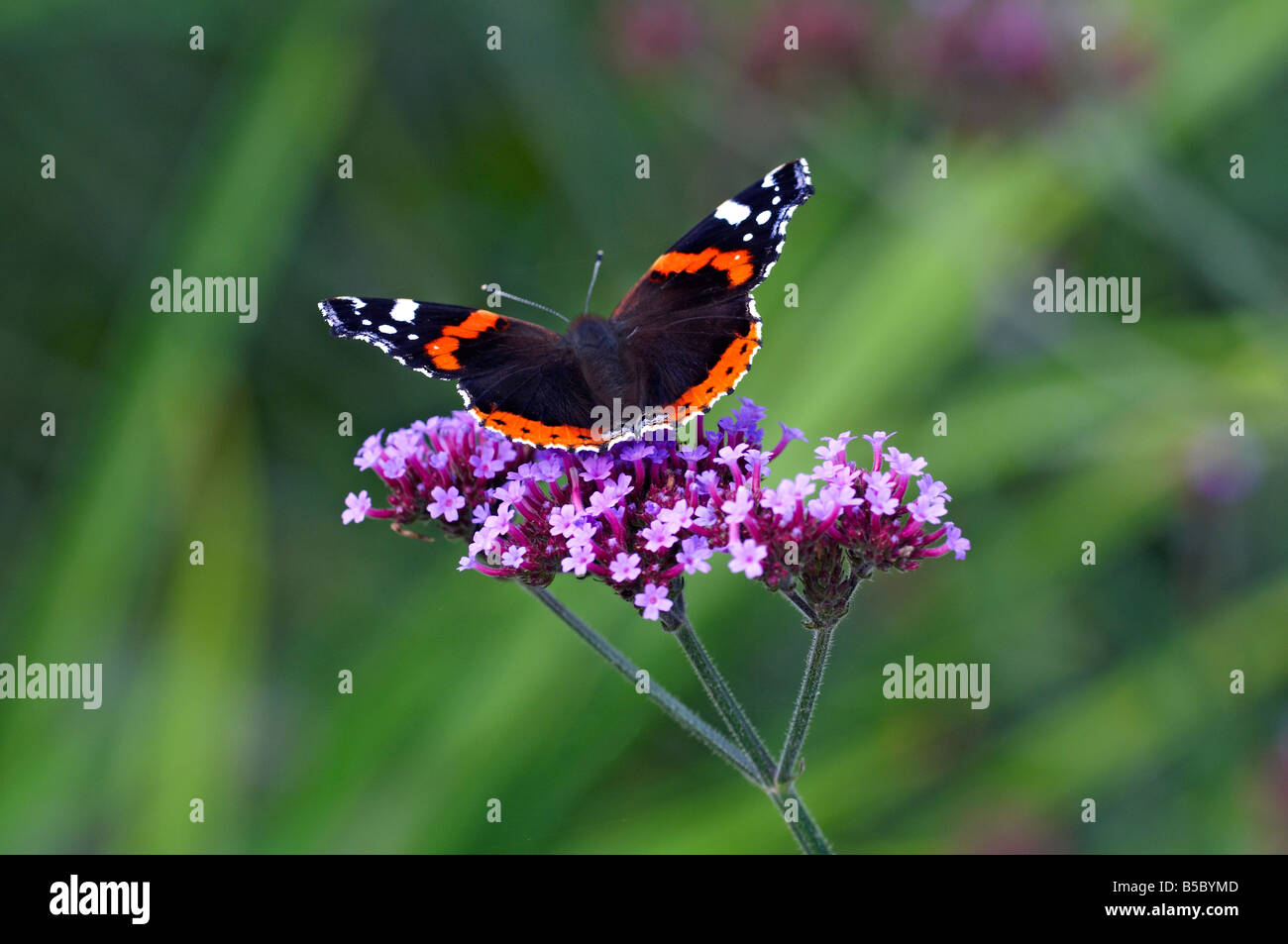 Red Admiral butterfly su una verbena bonariensis Foto Stock