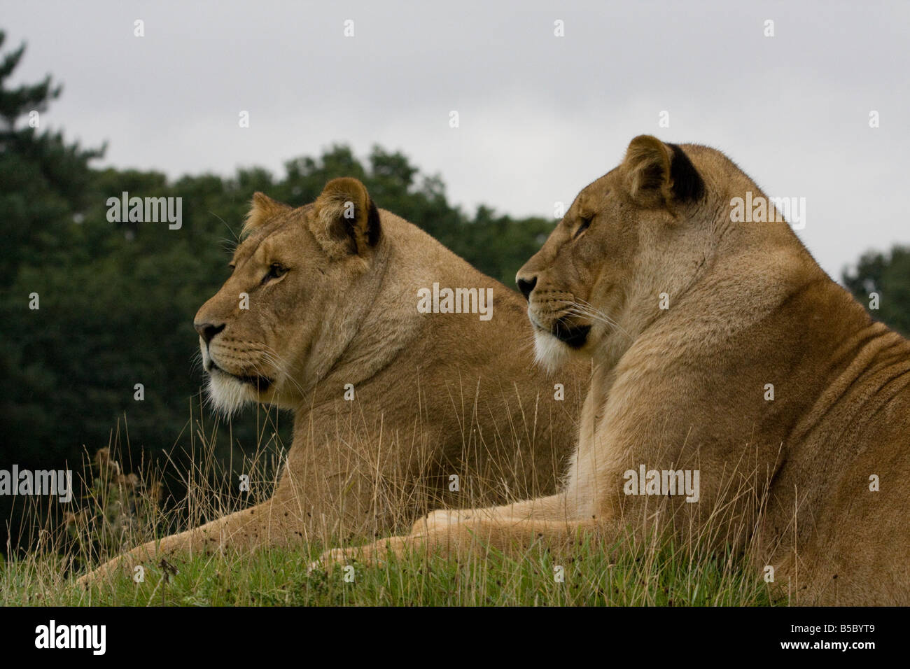 Due leoni africani ( Panthera leo ) seduti insieme Foto Stock
