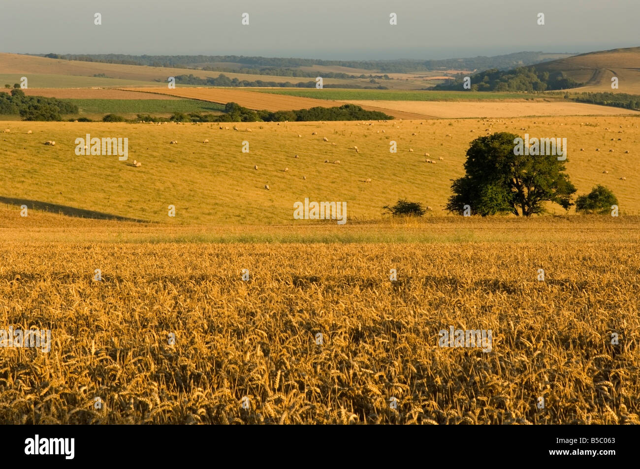 La coltivazione di cereali sul South Downs tarda estate Foto Stock