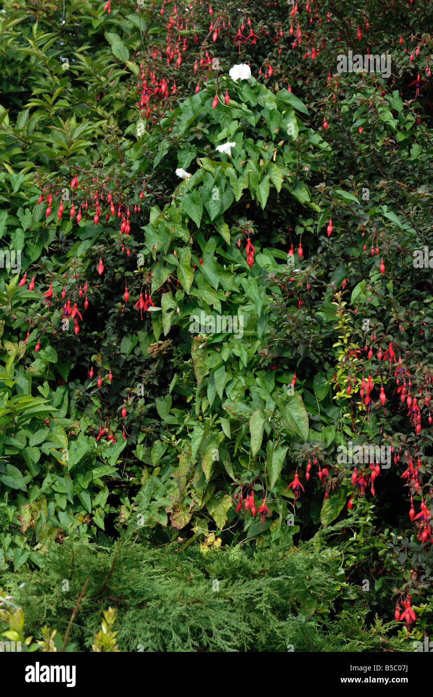 Maggiore centinodia granny pop al di fuori del letto (Calystegia sepium) fioritura di alghe in un arbusto fucsia Foto Stock
