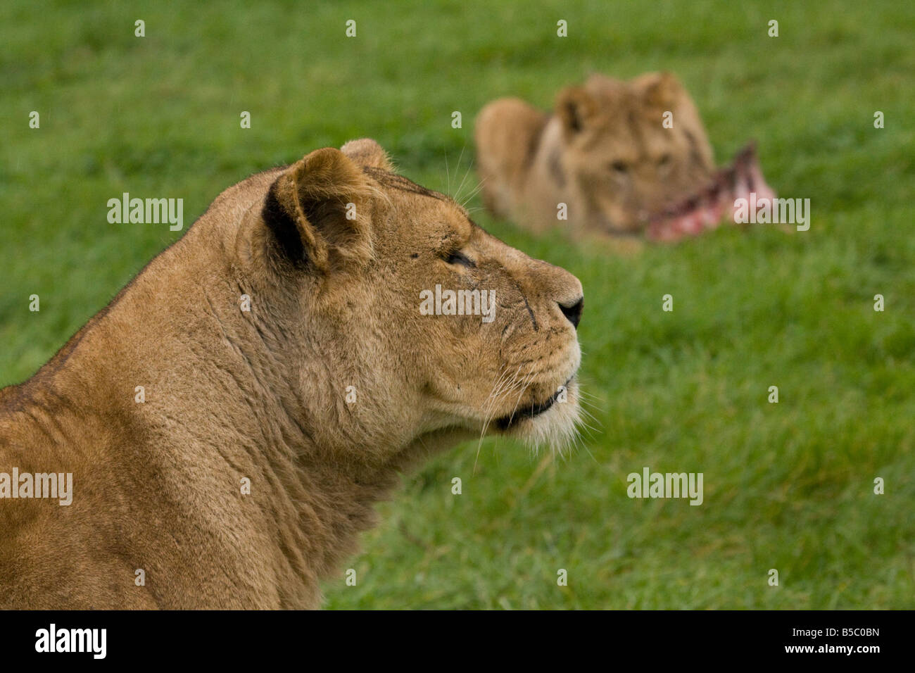 Leone africano ( Panthera leo ) guardando a destra , mentre un altro Lion mangia Foto Stock