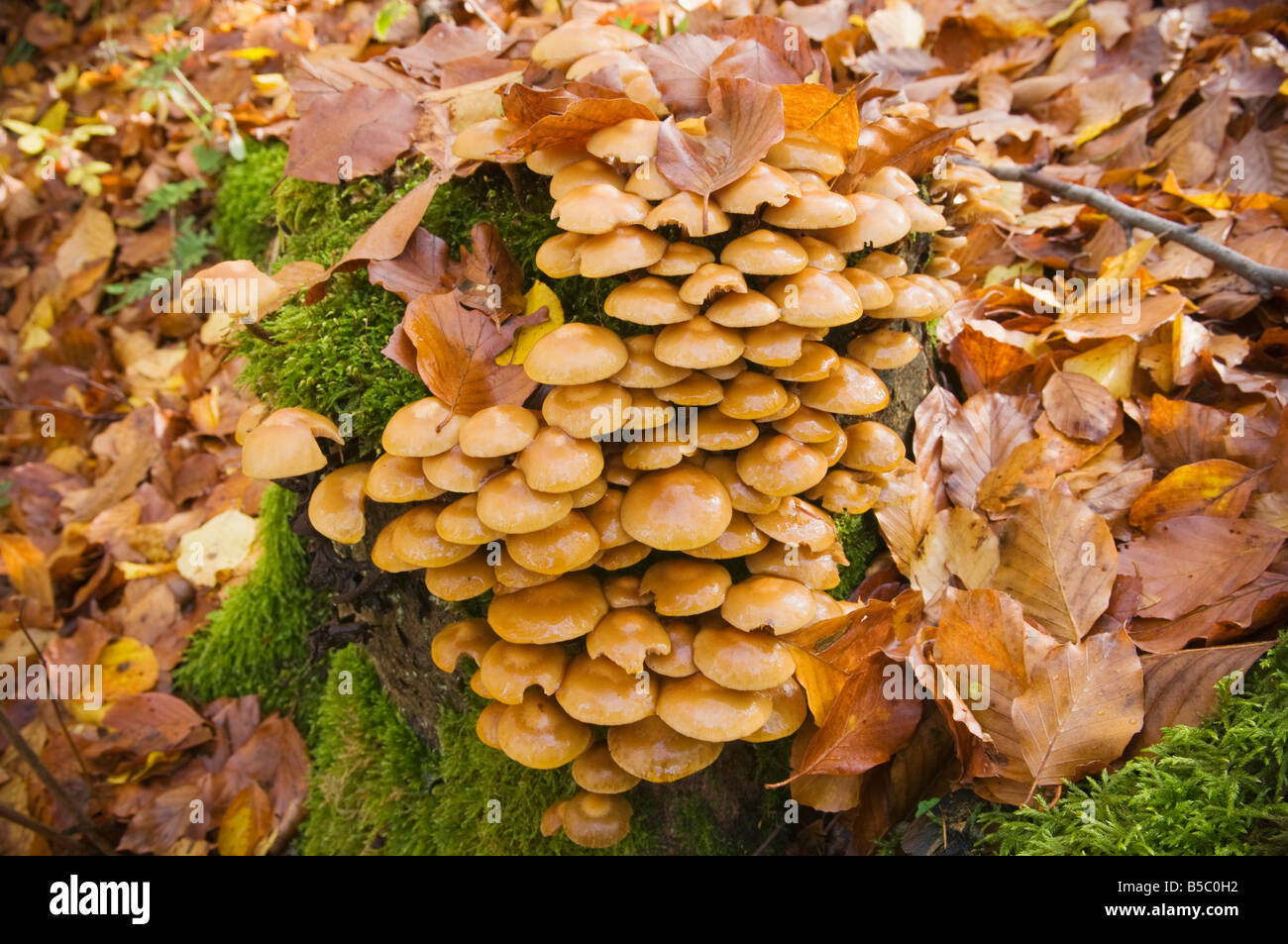 I funghi sul tronco di albero in autunno Oberpfalz Baviera Germania Foto Stock