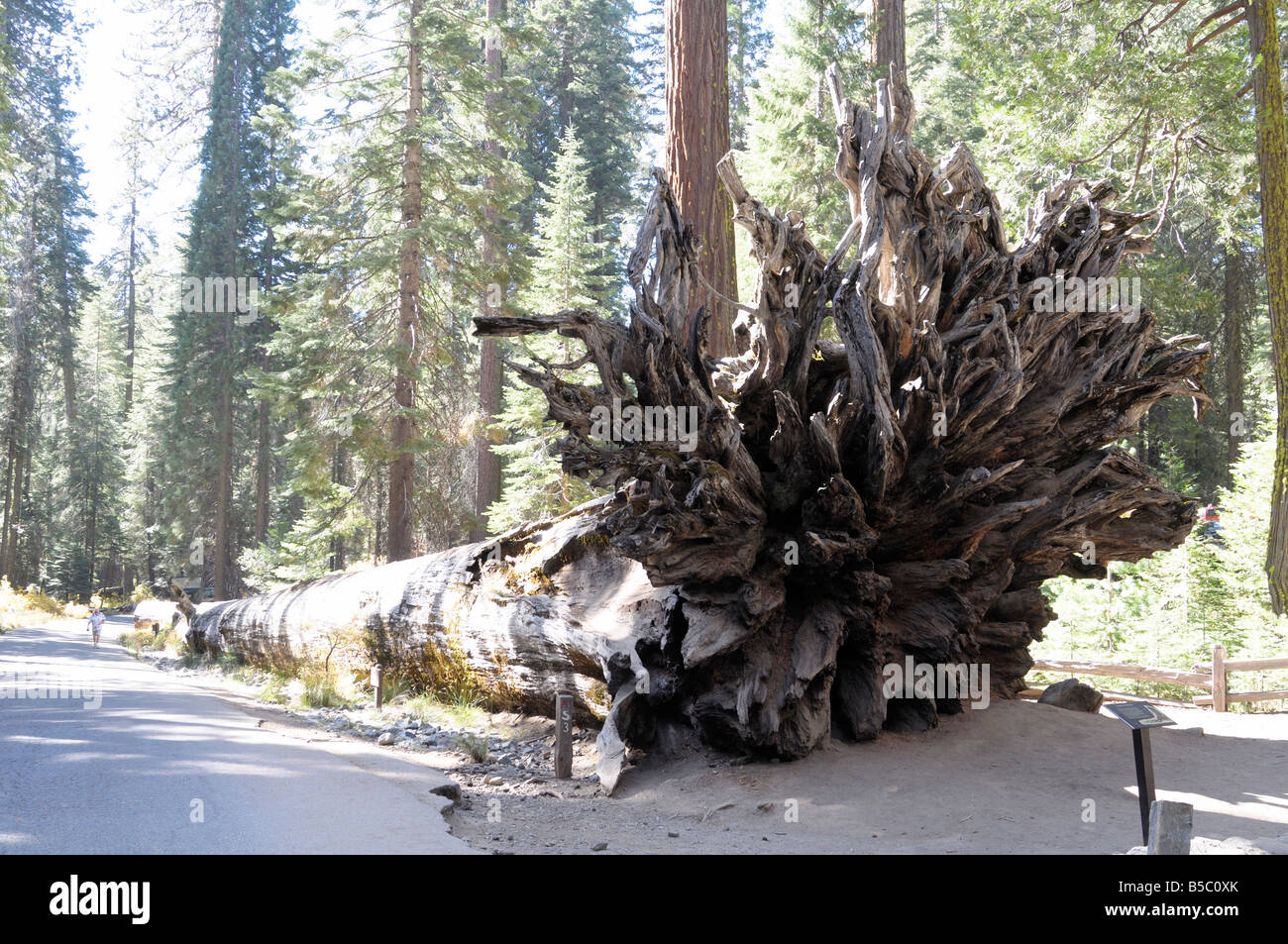 'Caduto Giant ' albero di Sequoia in Mariposa Grove, Yosemite National Park, California USA Foto Stock