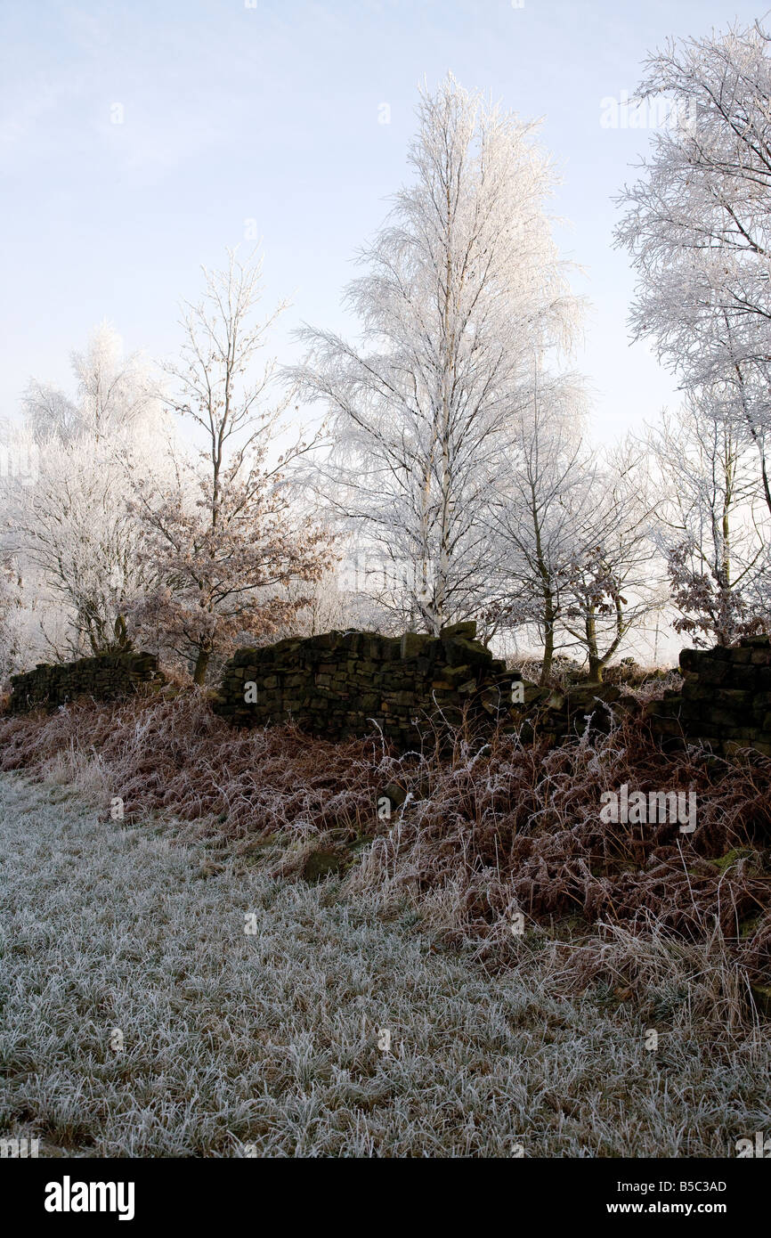 Hedgeway sceen con la neve Foto Stock