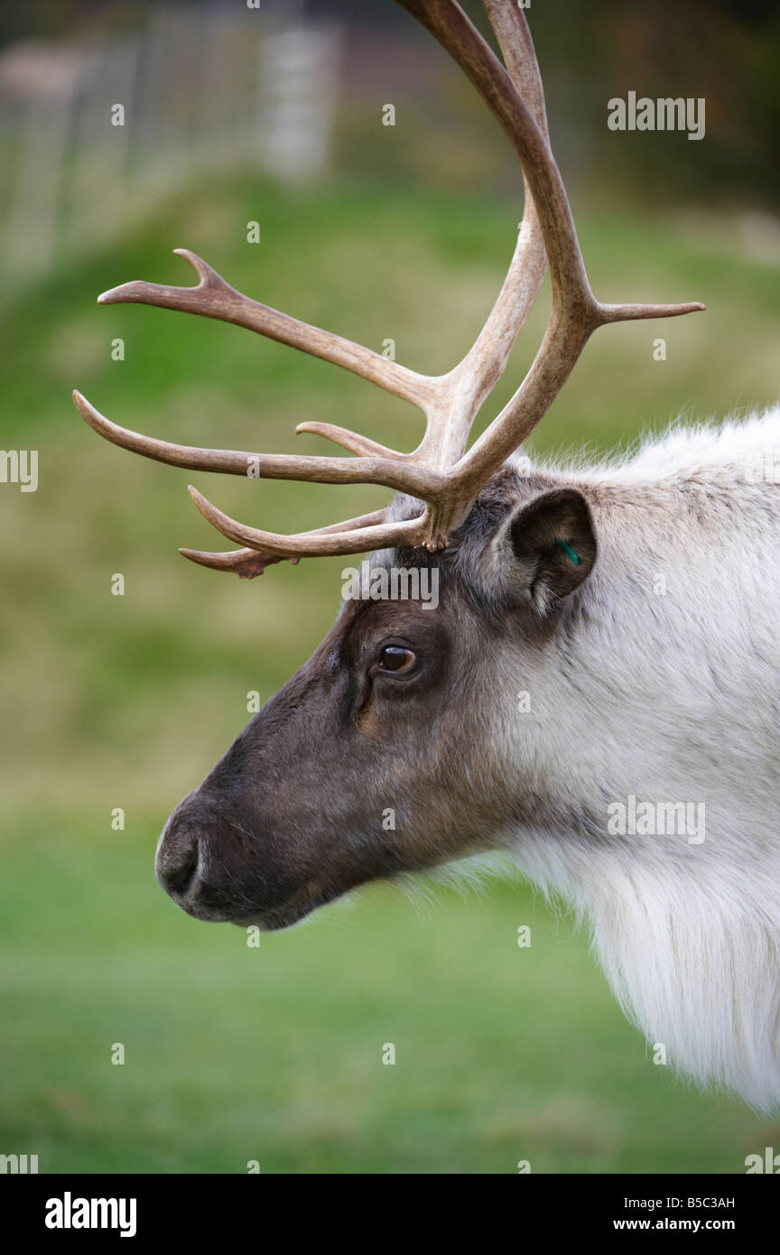 Highland Wildlife Park Scotland Regno Unito Foto Stock