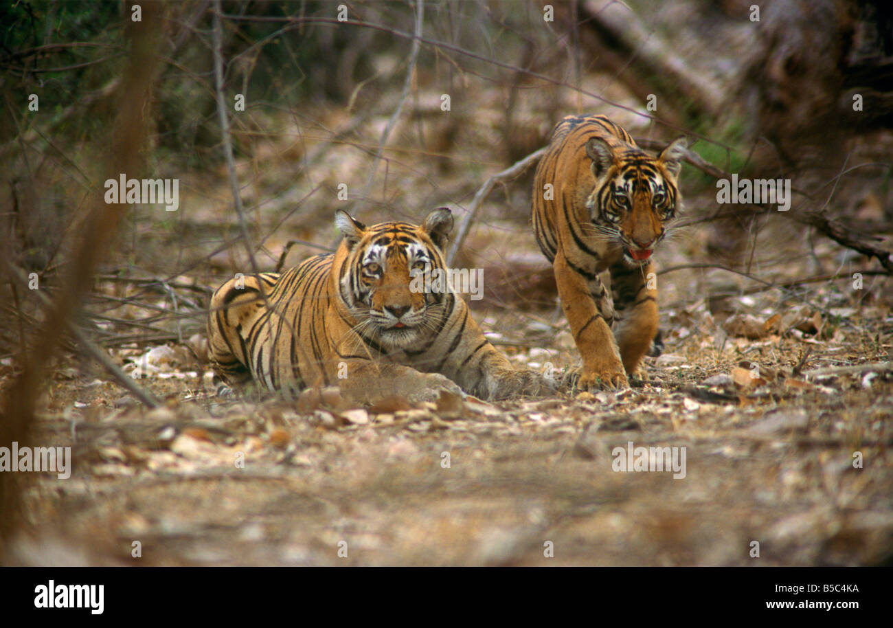 Una tigre mantenendo una vigilanza per proteggere il suo cucciolo a Ranthambore riserva della tigre in India. (Panthera Tigris) Foto Stock