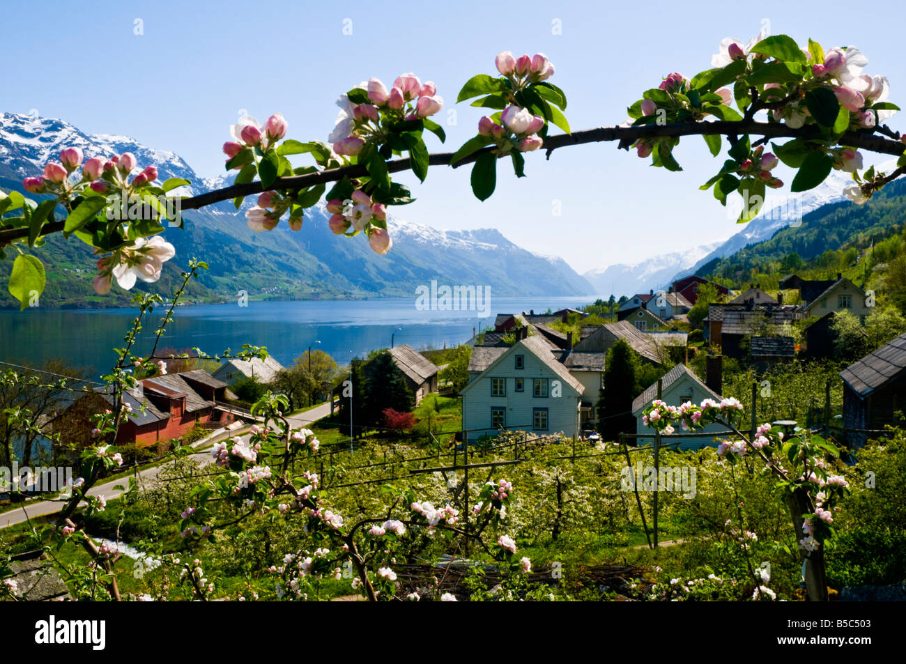 Fioritura di Apple presso l'Hardangerfjord in Norvegia occidentale Foto Stock