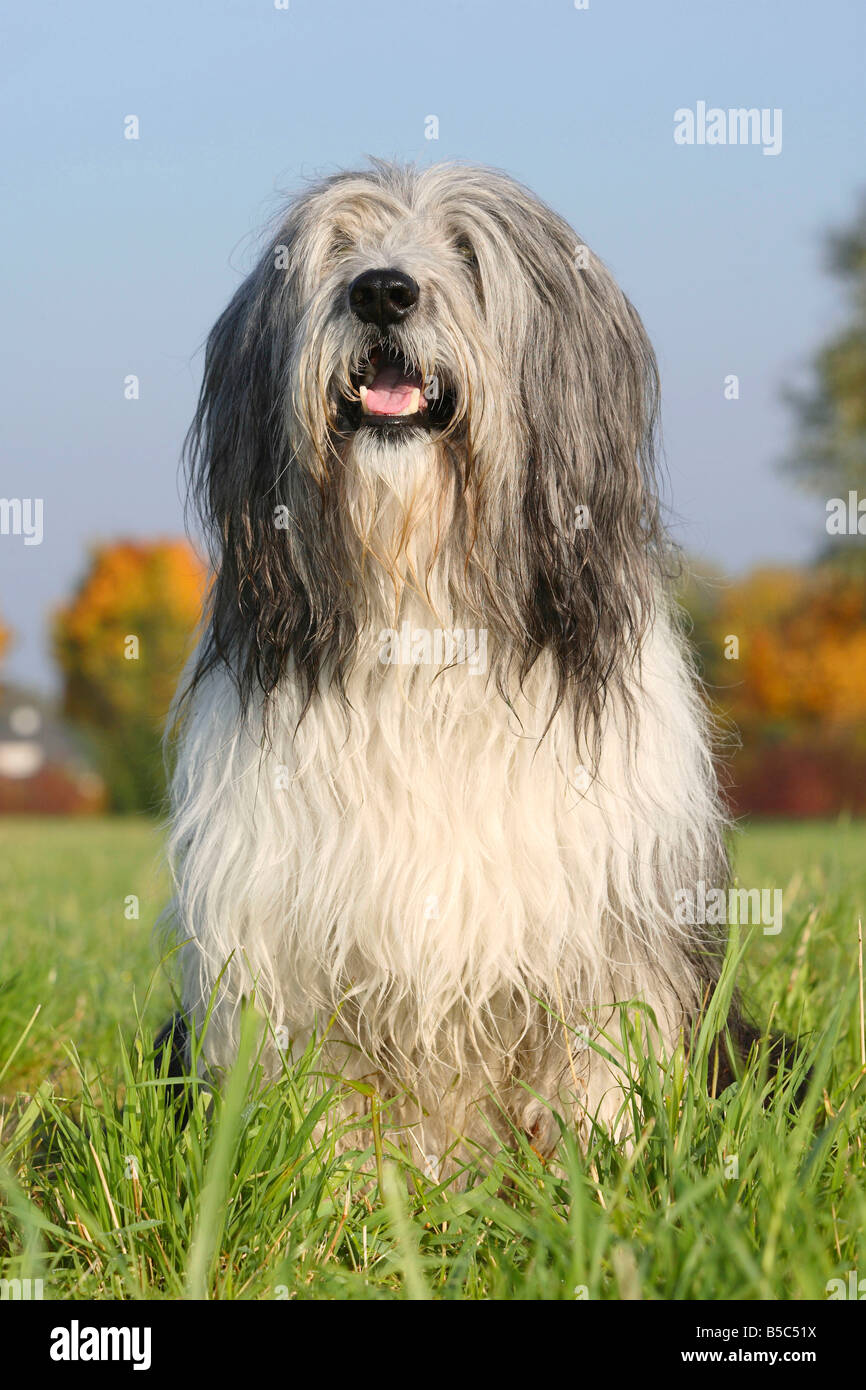Polish Lowland Sheepdog PON Polski Owcarek Nizinny Foto Stock