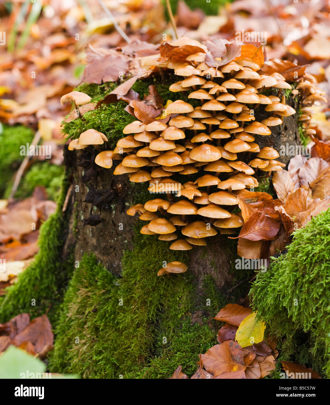 I funghi sul tronco di albero in autunno Oberpfalz Baviera Germania Foto Stock