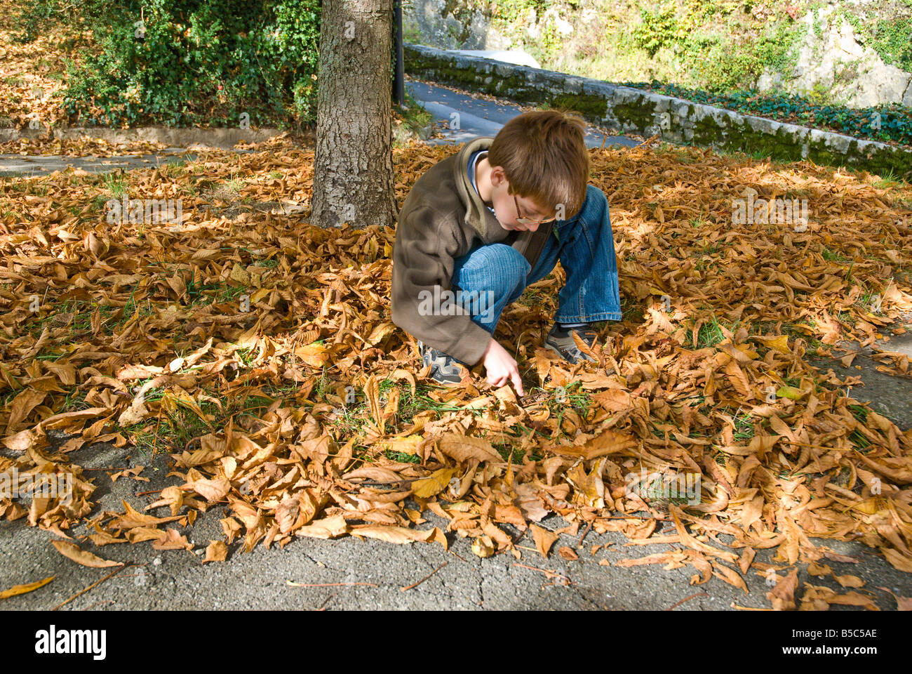 Giovani 8 anno vecchio ragazzo la raccolta delle castagne dal suolo Foto Stock