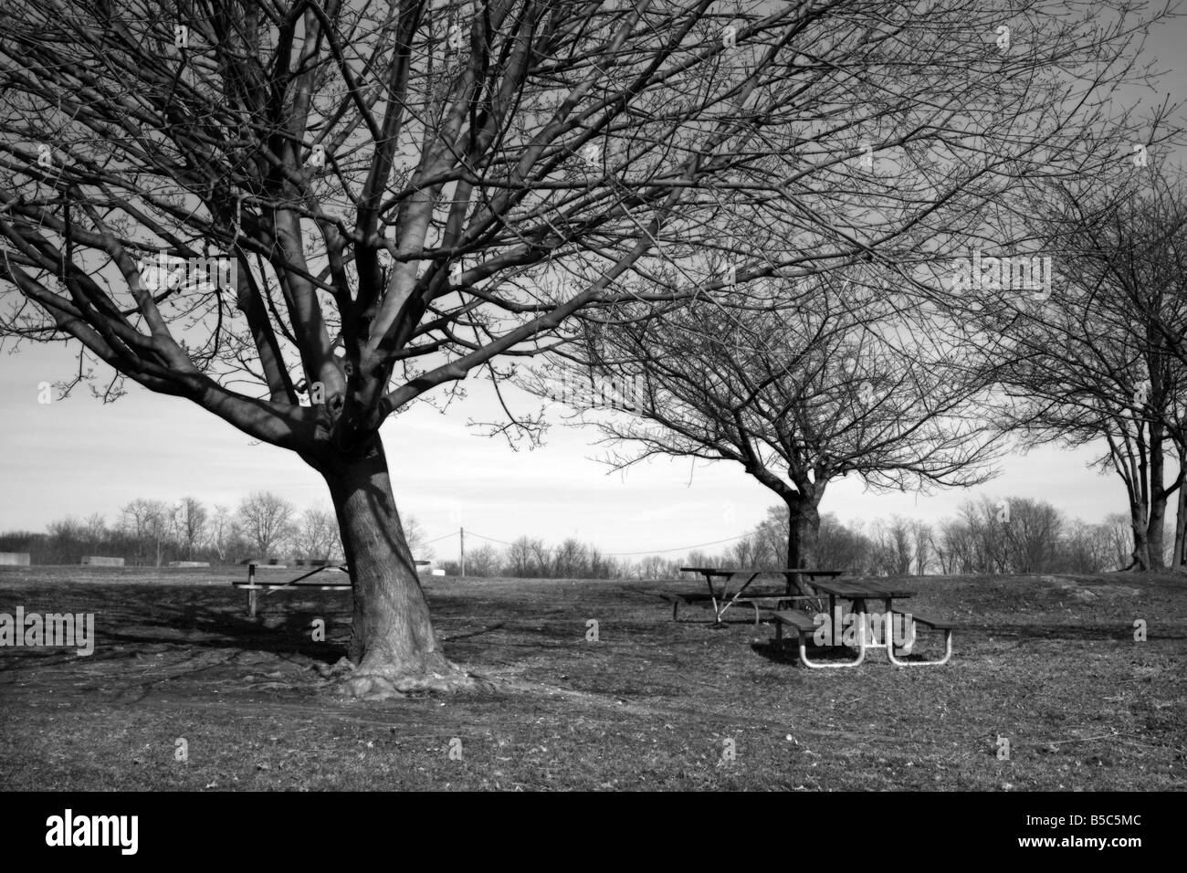 In bianco e nero di alberi e panchine al Lighthouse Point Park, in New Haven Connecticut USA Foto Stock