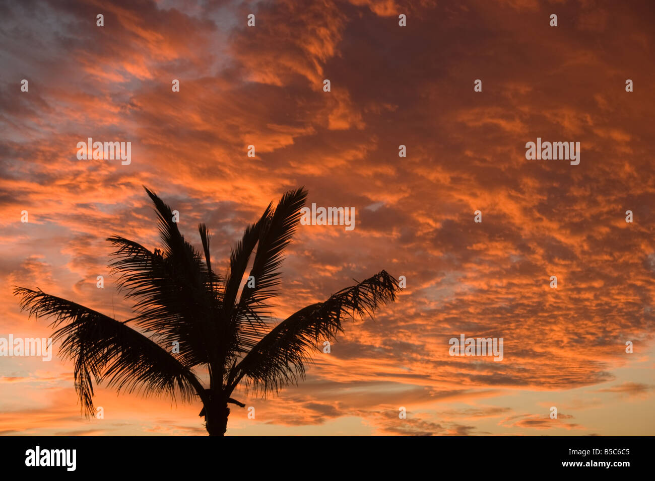 Palm tree stagliano contro un bel tramonto Foto Stock