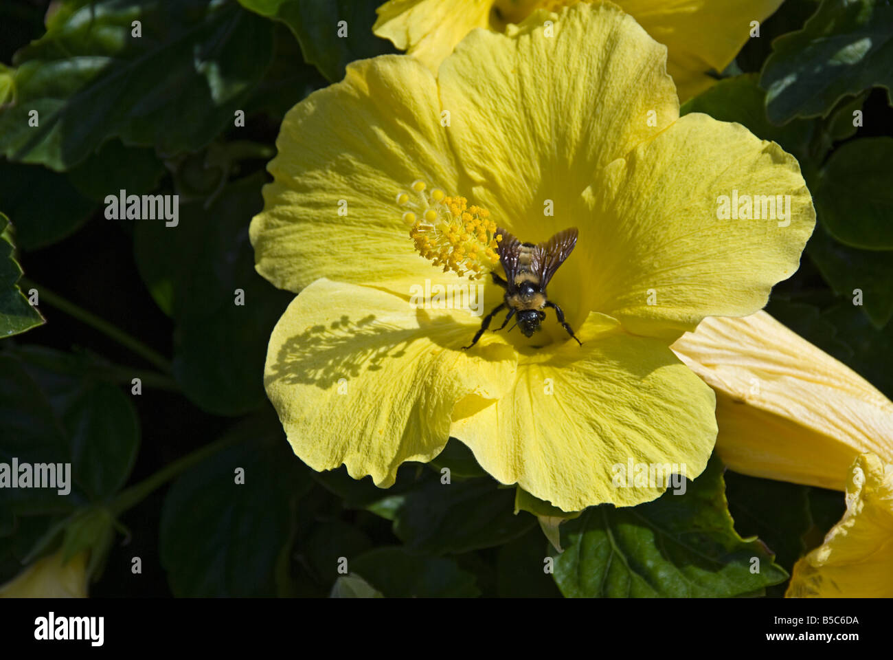 Il giallo dei fiori di ibisco Hibiscus, o impianto rosemallow Bee le foglie sono alternate, semplice, ovate a lanceolate, grande, Foto Stock