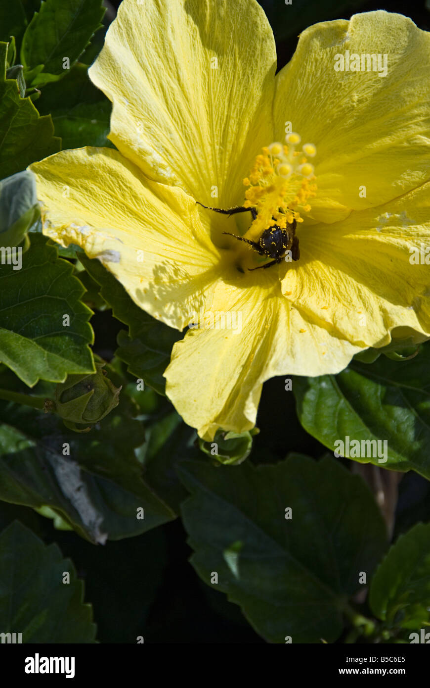 Il giallo dei fiori di ibisco Hibiscus, o impianto rosemallow Bee le foglie sono alternate, semplice, ovate a lanceolate, grande, Foto Stock