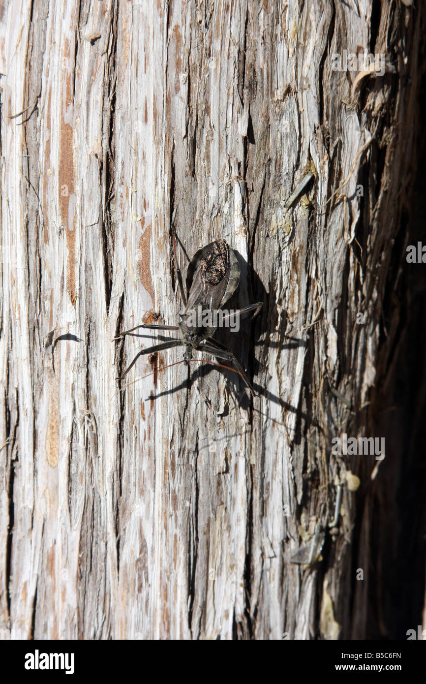 Un castelliere preistorico cercando bug su un albero nel nord del Missouri Foto Stock