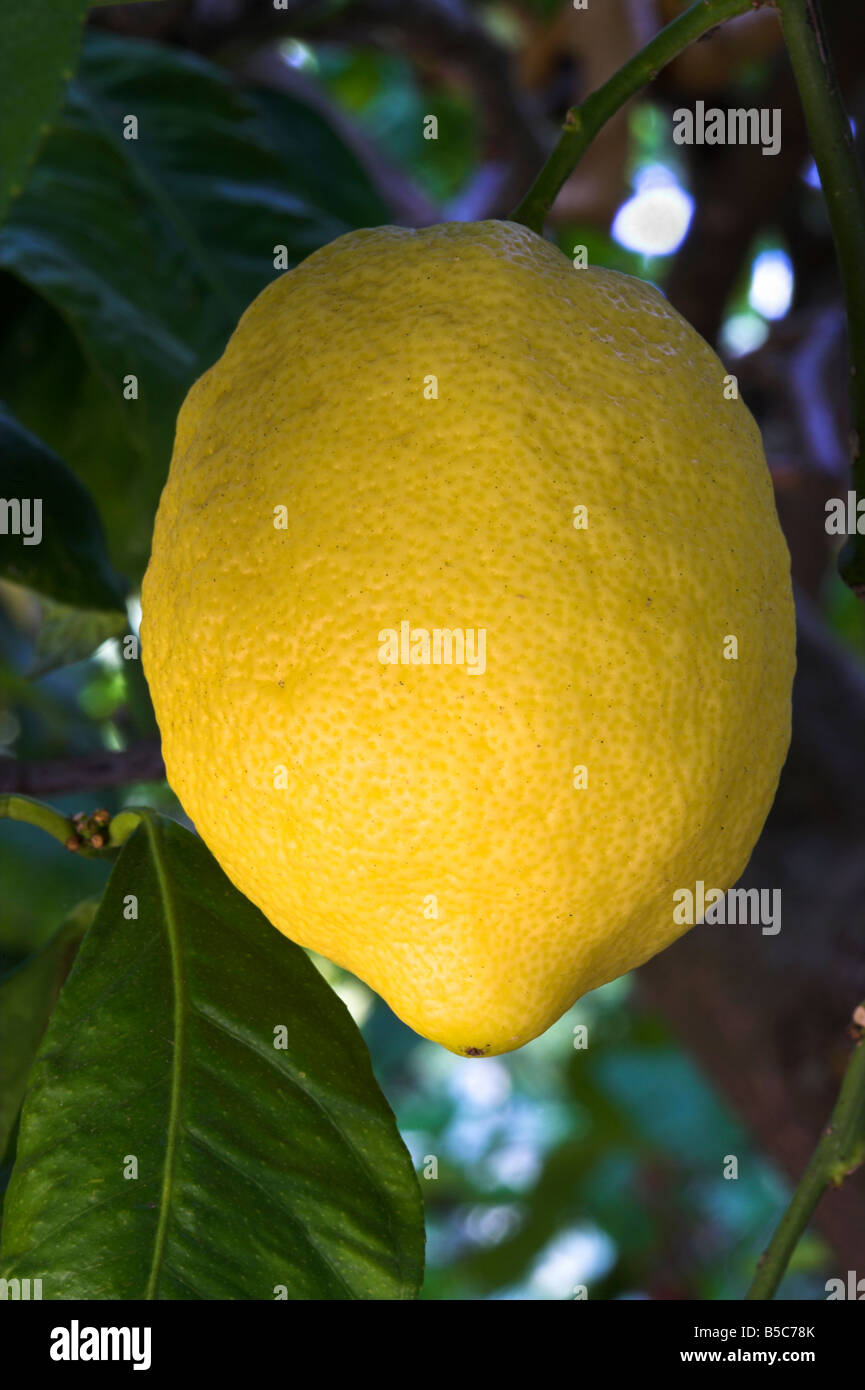 Limone su albero di limone Foto Stock