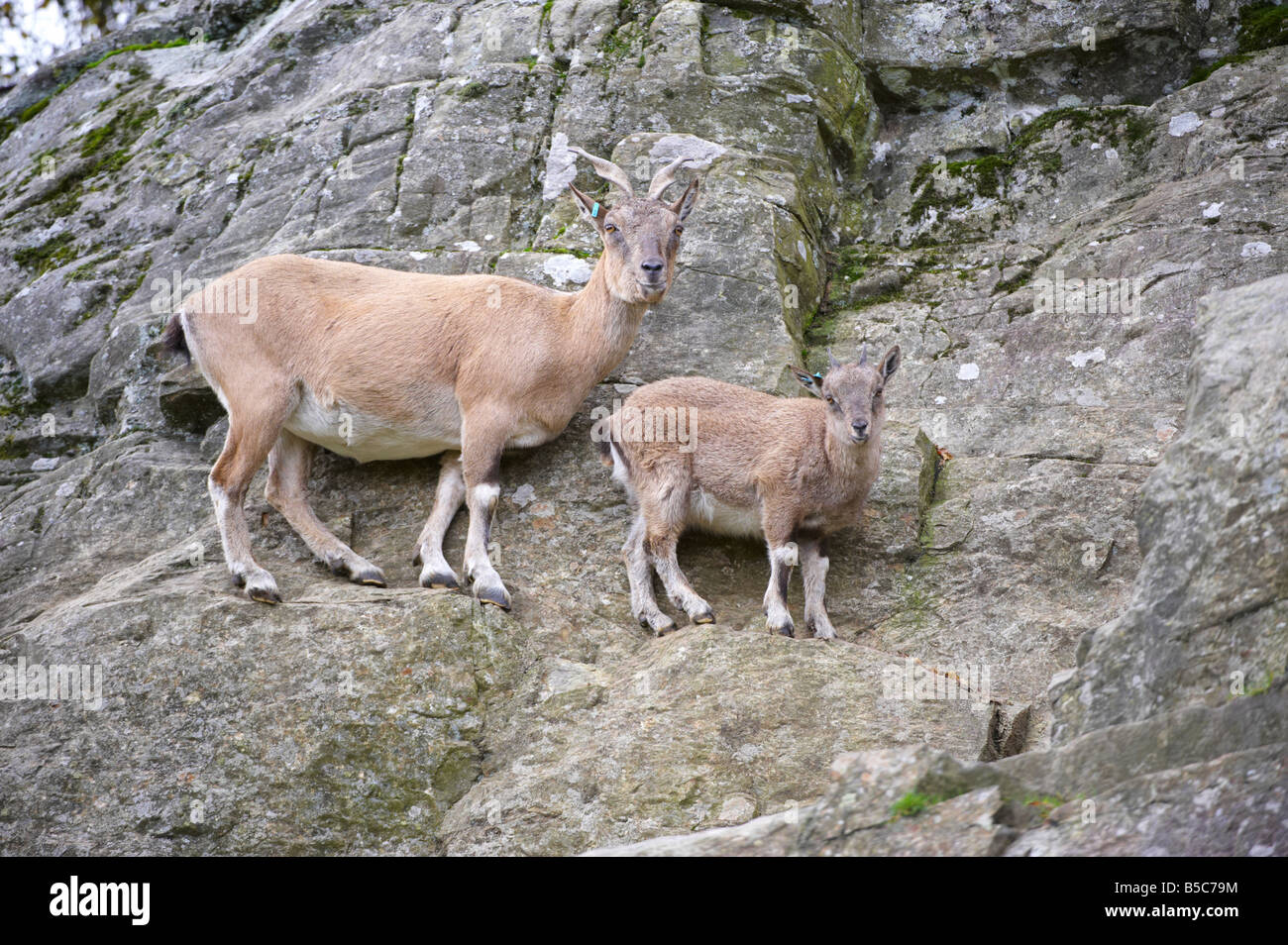 Highland Wildlife Park Scotland Regno Unito Foto Stock
