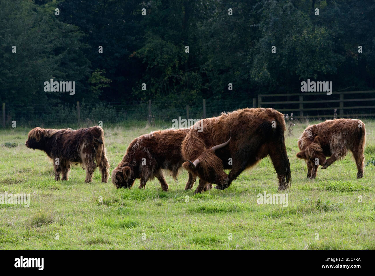 Highland pascolo del bestiame Foto Stock
