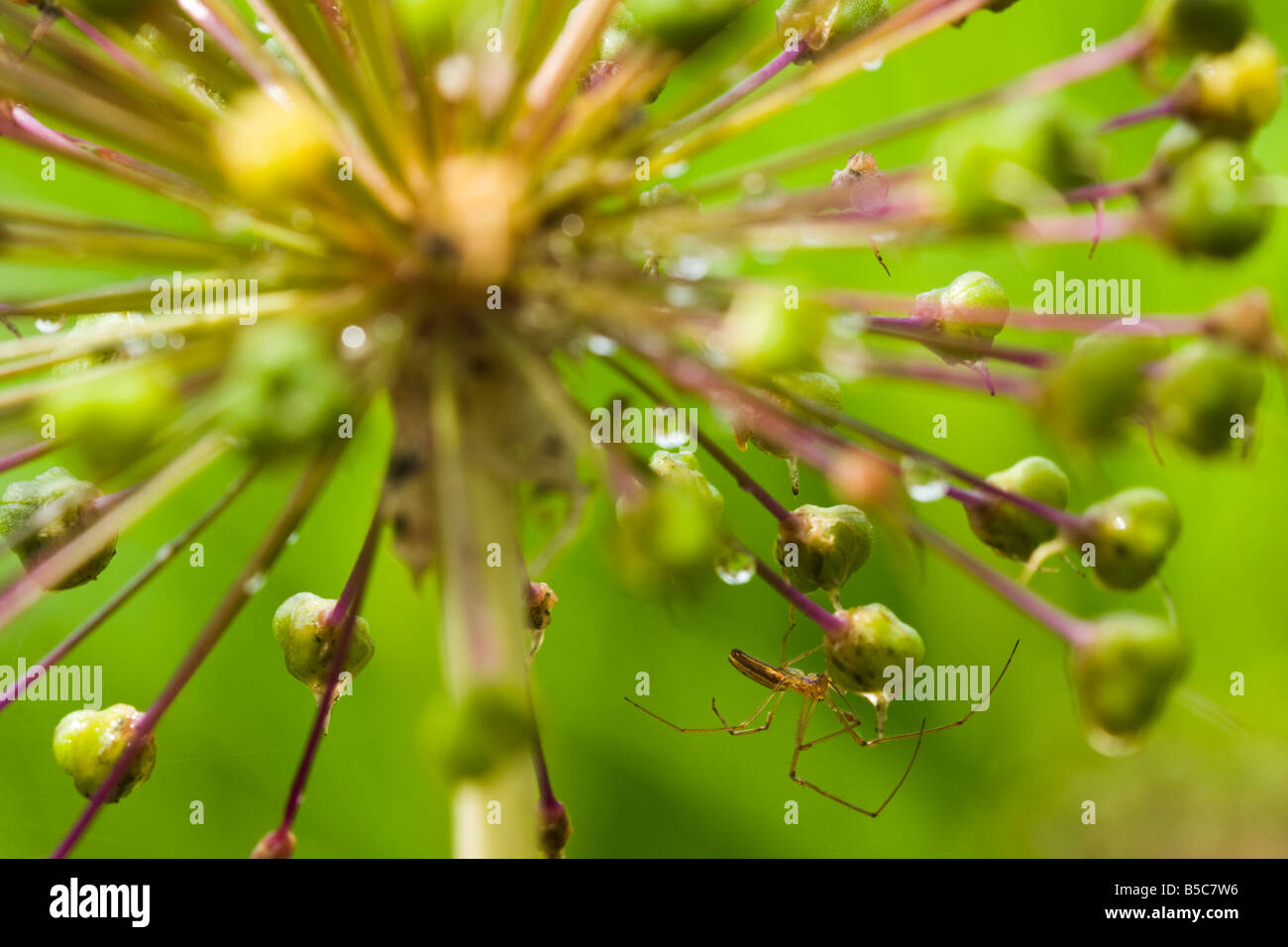 Minuscola Spider su Allium Seedhead Foto Stock