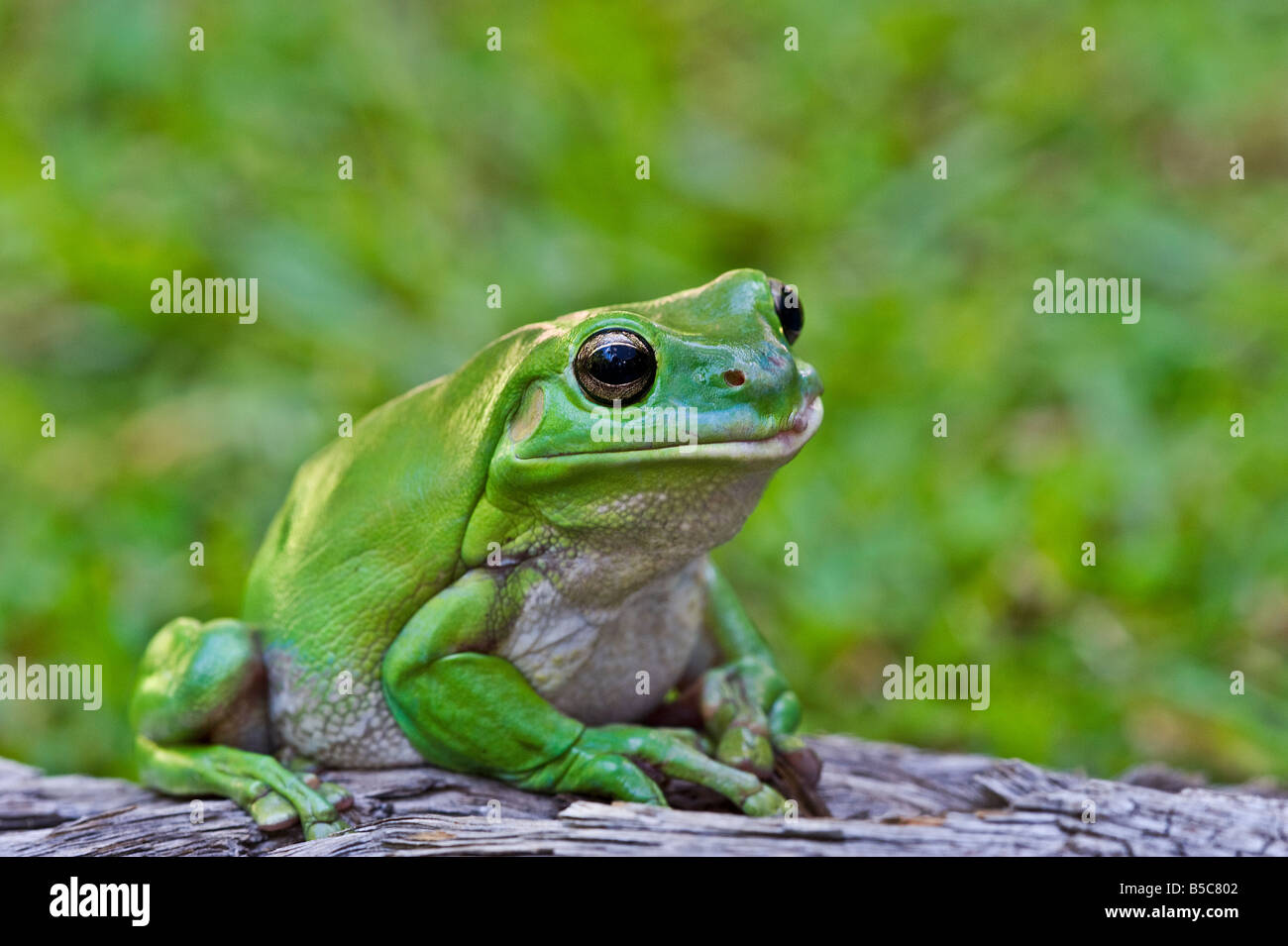 Rana di albero verde Foto Stock
