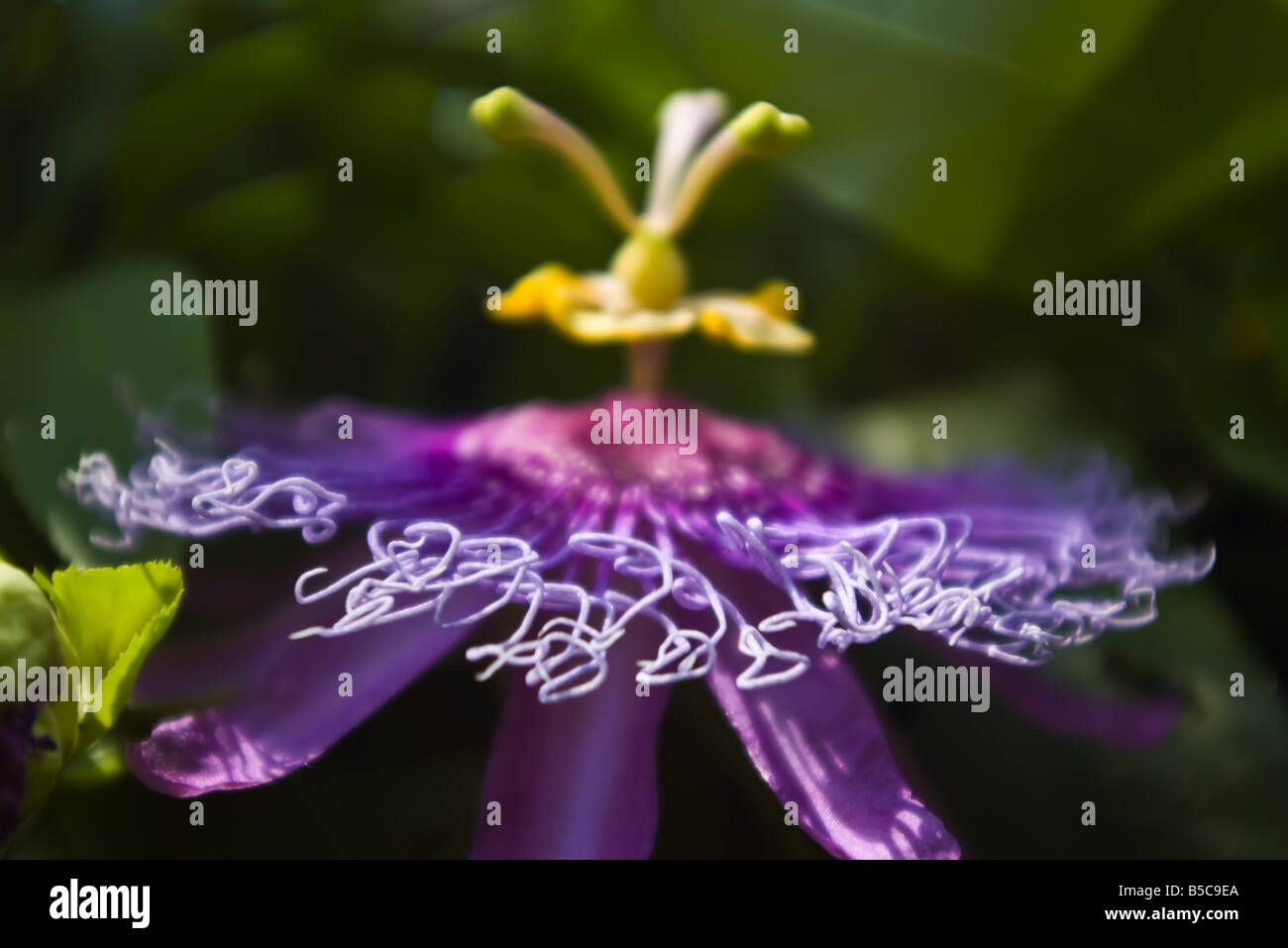 Dettagli di un viola fiore della passione Foto Stock