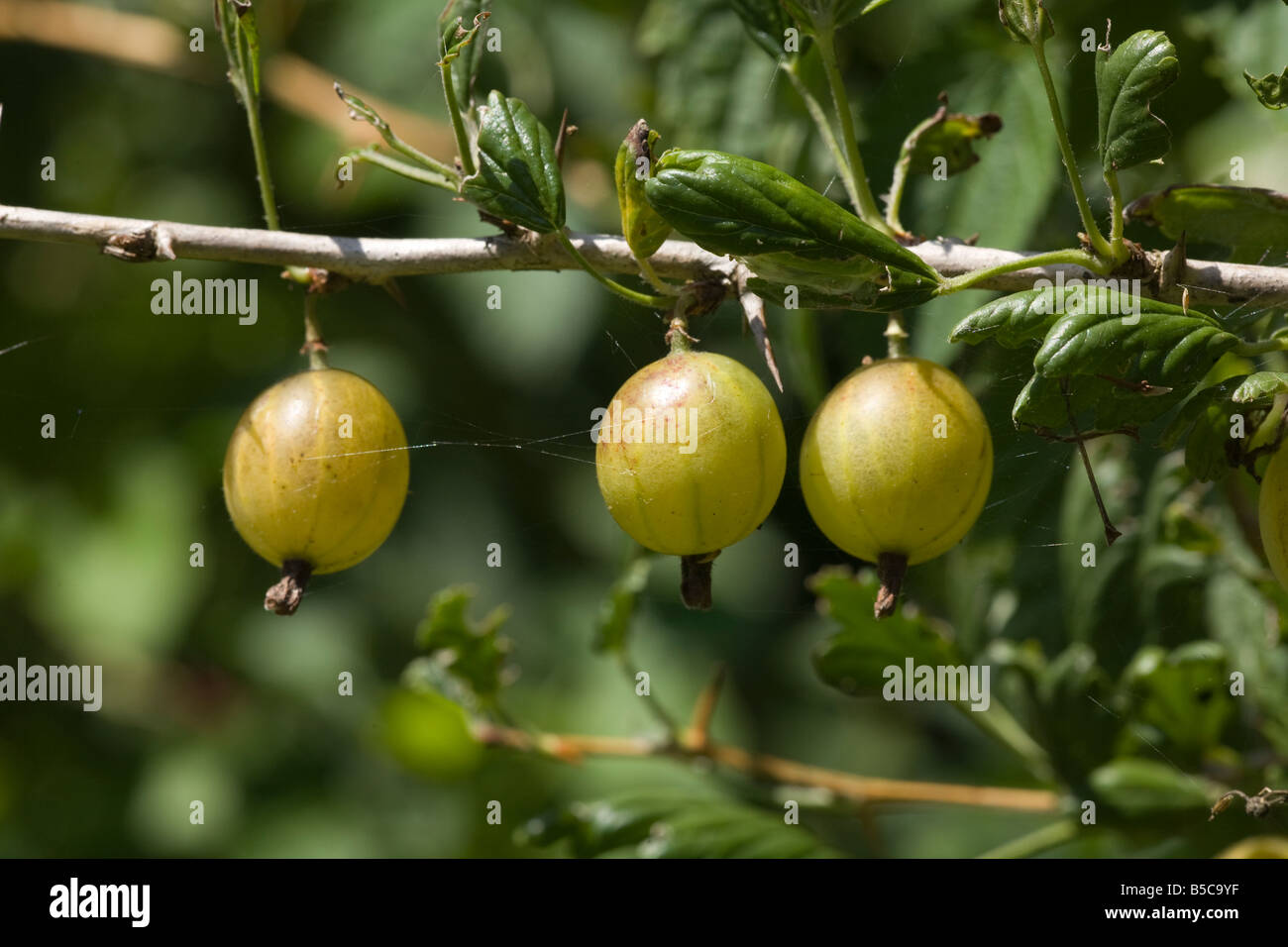 Ribes uva-crispa Uva spina Frutti maturi frutti Foto Stock