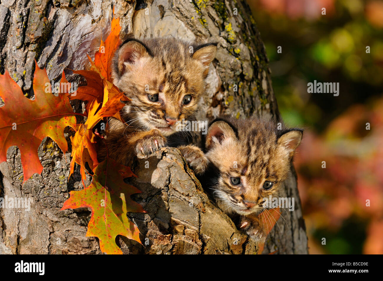 Coppia di cauto Bobcat gattini che spuntavano dal cavo di un albero con i colori dell'Autunno Foto Stock