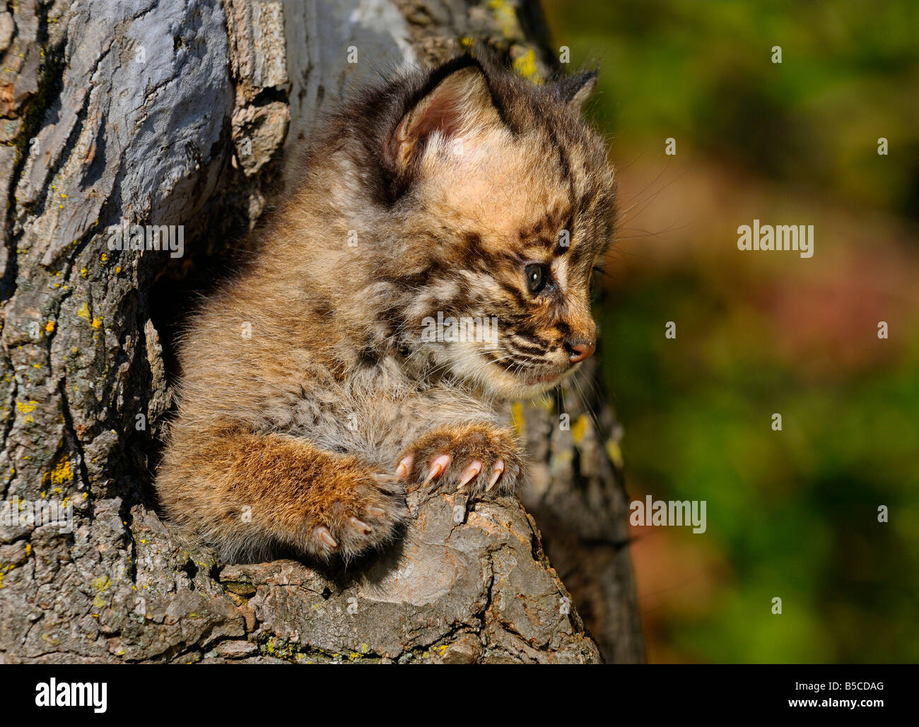 Bobcat gattino guardando fuori da un albero cavo den in una foresta di autunno Foto Stock