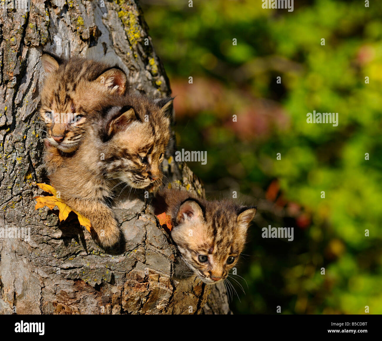 Tre gemelli gattini Bobcat guardando fuori dal cavo di un albero den in una foresta di autunno Foto Stock