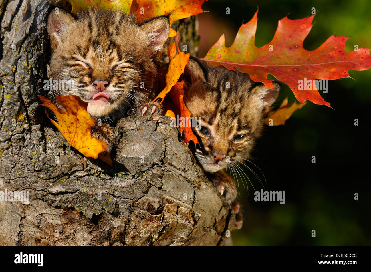 Bobcat gattino con gli occhi chiusi leccare il naso nel cavo di un albero den con l'autunno colorato di foglie di quercia Lynx Rufus Minnesota USA Foto Stock