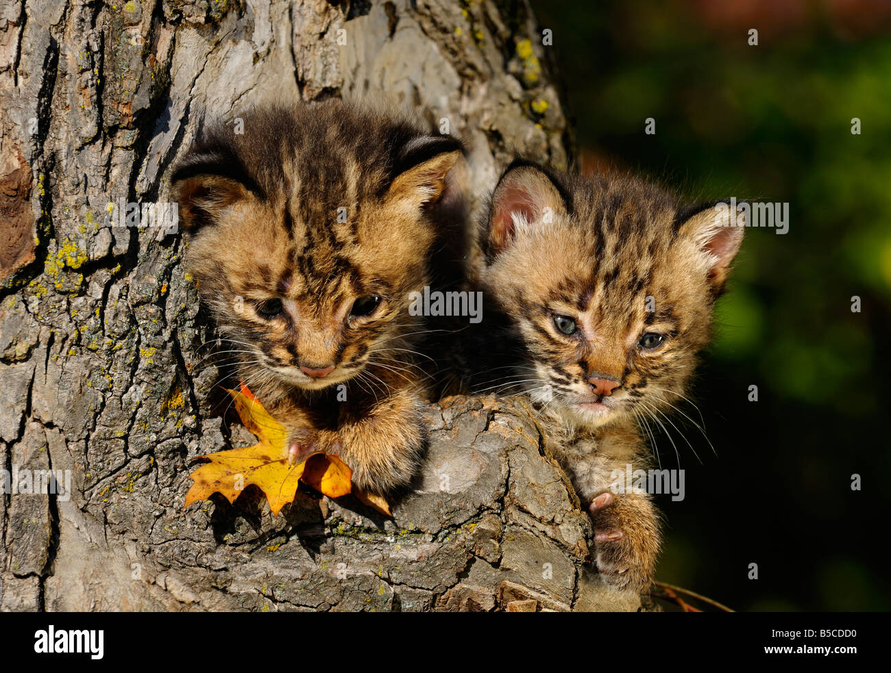 Coppia di simpatici gattini Bobcat che spuntavano dal cavo di un albero in autunno Foto Stock