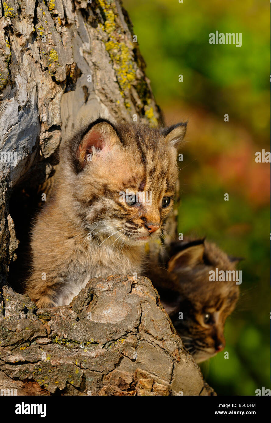 Due gattini Bobcat che spuntavano dal cavo di un albero in autunno Foto Stock